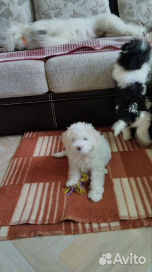 Щенок пуделя