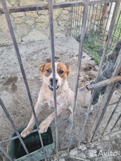 Австралийская пастушья собака