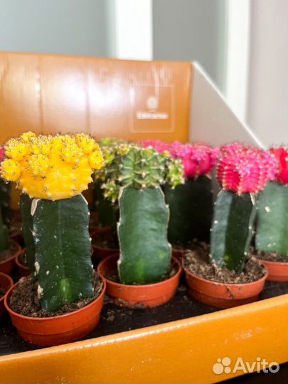 Кактус гимнокалициум