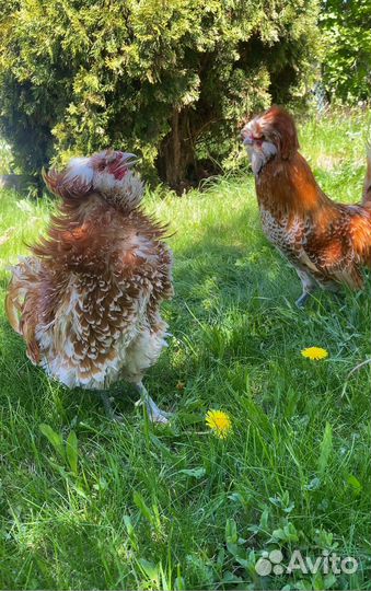 Петух падуан