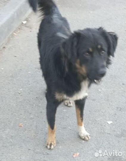 Собака в добрые руки