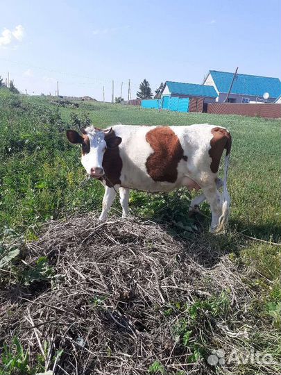 Первотелка