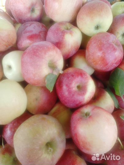 Яблоки сорта: Хани Крисп, Айдаред, Спартан, Гала