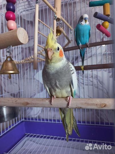 Попугай корелла птенец
