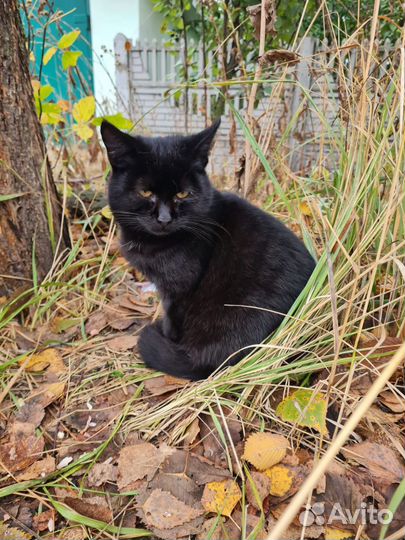 Котята - братик и сестричка брошены на улице