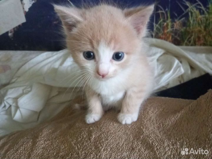 Девочка и мальчик 1 мес. В дар