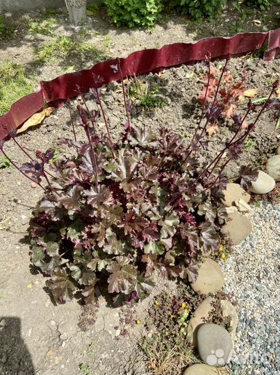 Растения для сада