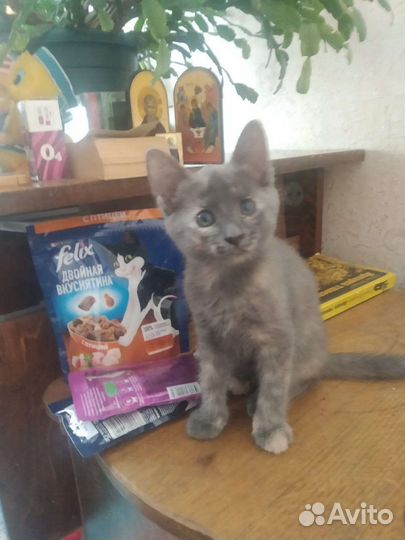 Кошка