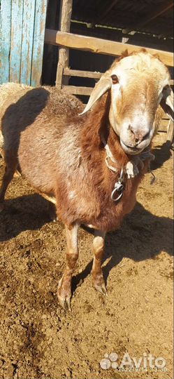 Бараны Гиссарской породы