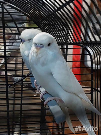 Ввп чех самка