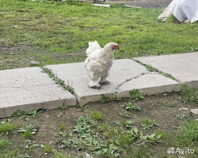 Куры несушки молодые