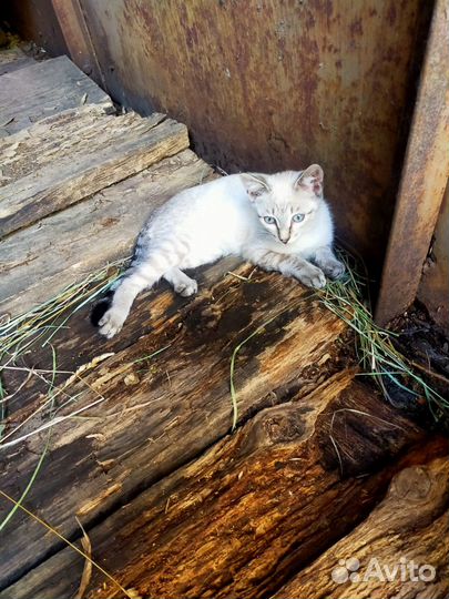 Кошки в добрые руки