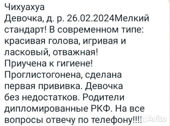 Щенки чихуахуа