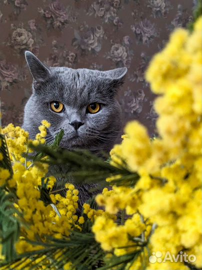 Британский кот вязка