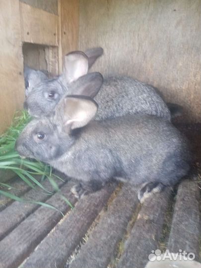 Кролики мясных пород