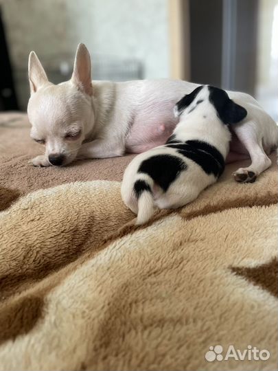 Собака Чихуахуа