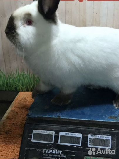 Кролики Калифорнийские