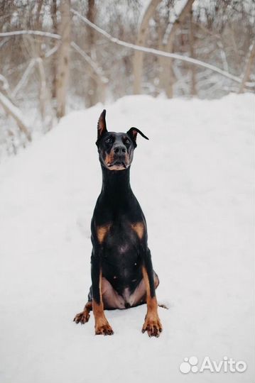 Доберман Дрогу