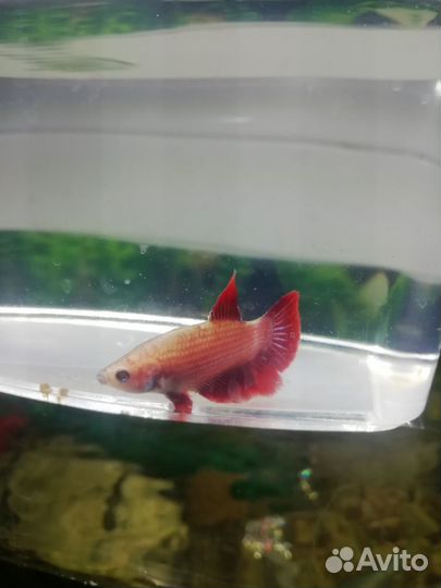 Рыбка петушок самка