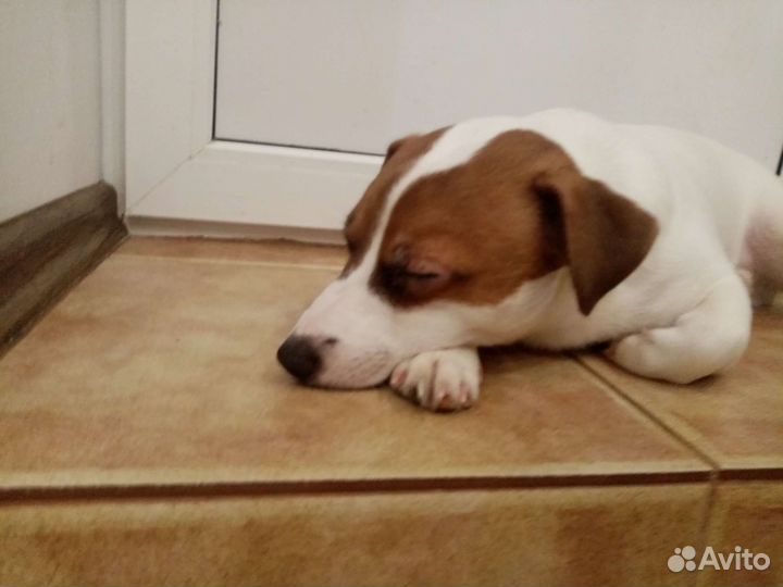 Джек Рассел терьер