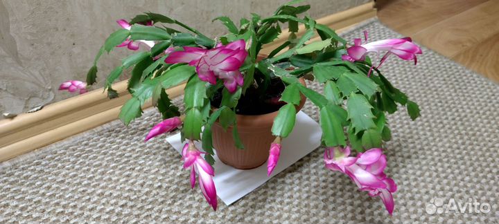 Декабрист розово-белый