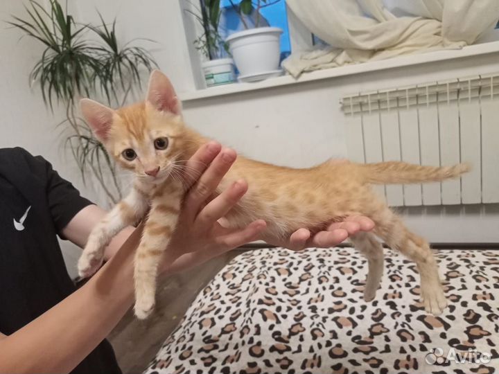 Котята бенгальские