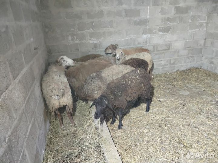 Продажа баранов на мясо живым весом