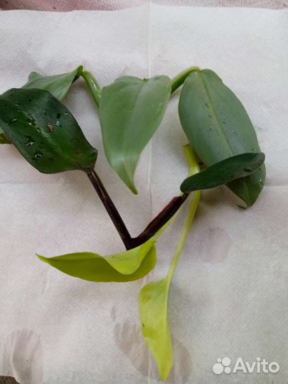 Филодендроны, сциндапсусы и сингониумы