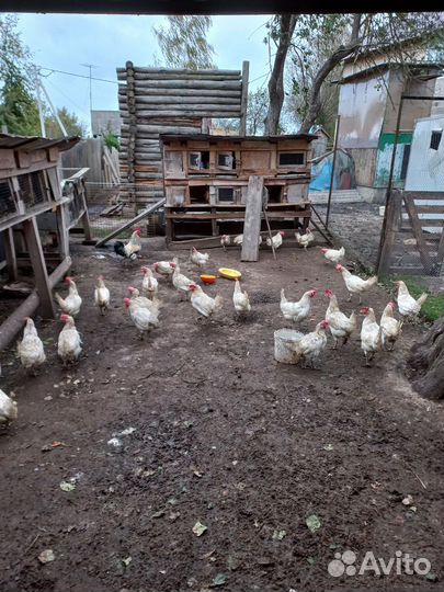 Куры несушки с петухом