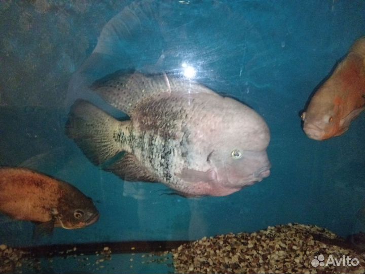 Американские цихлиды