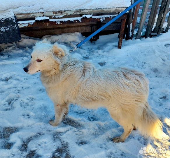 Собака в добрые руки