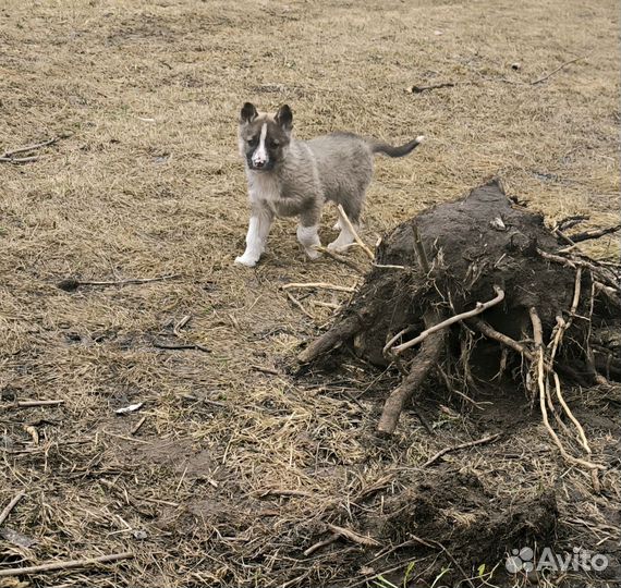 В добрые руки щенки хаски