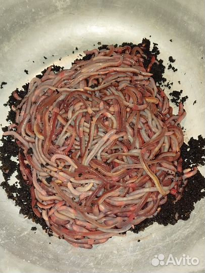 Червь дендробена