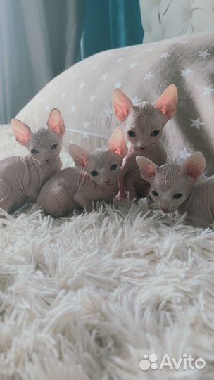 Канадский сфинкс котенок