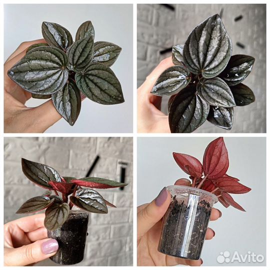 Разные комнатные цветы