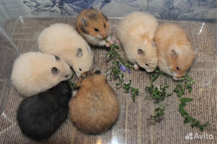 Сирийские хомяки