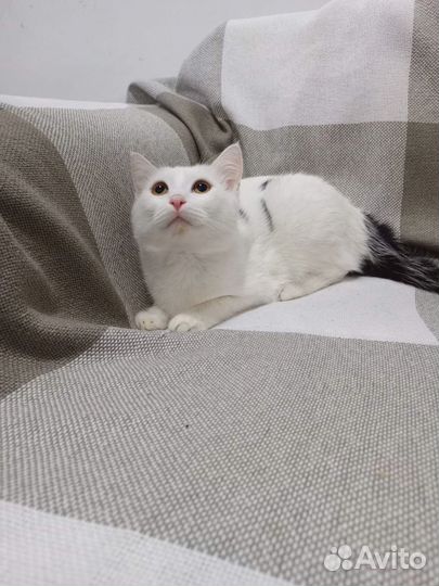 Котики бесплатно