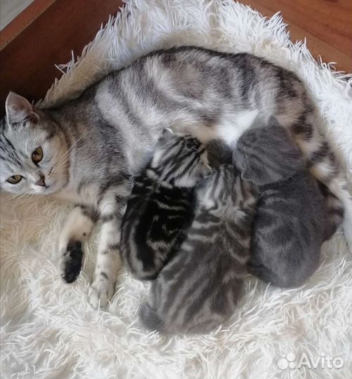 Шотландская