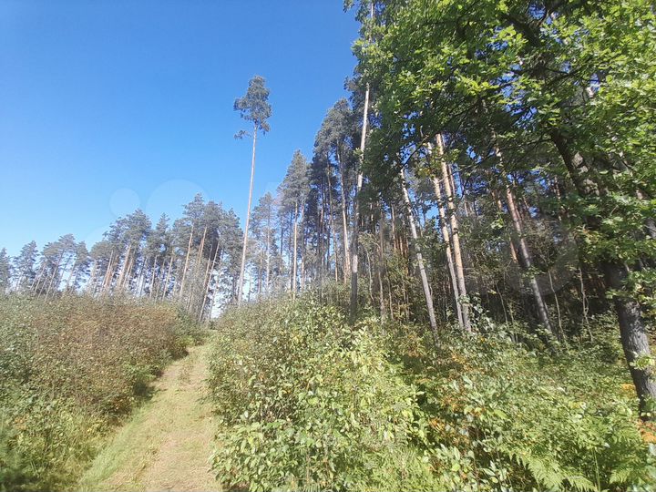 Участок 20 сот. (СНТ, ДНП)
