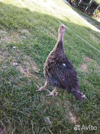 Индюки индюшата