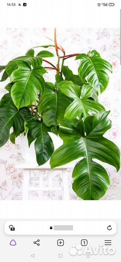 Филодендрон