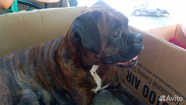 Милые щенки