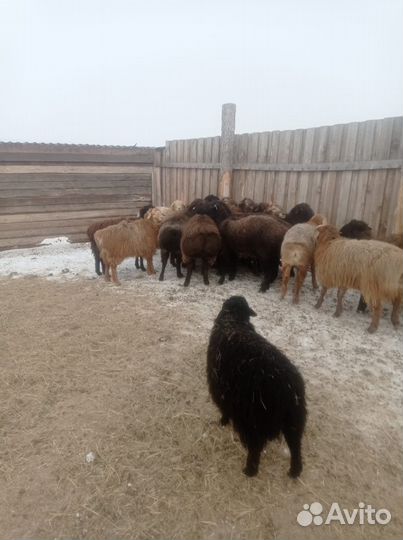 Баран на племя