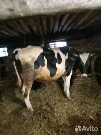 Быки живым весом