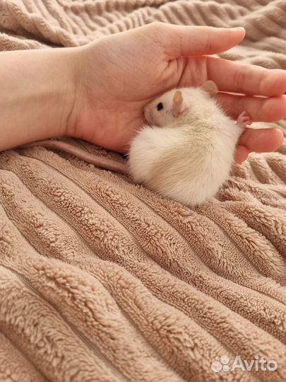 Крыса дамбо