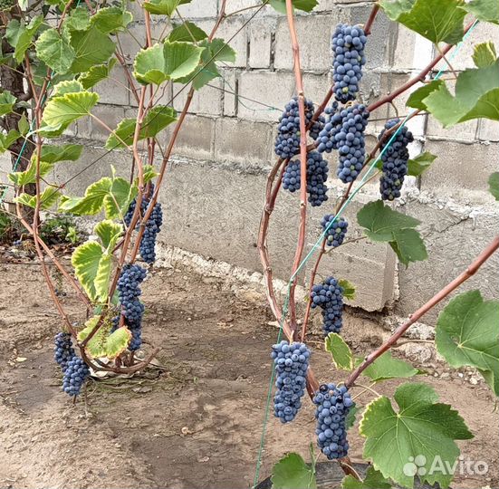 Саженцы - Черенки, технического винограда Оджалеши