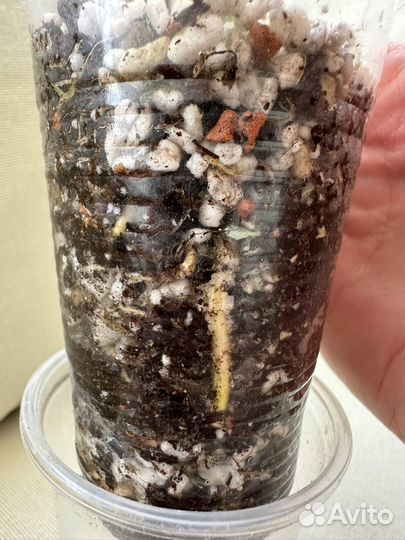 Сингониум яичница