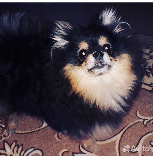 Случка собак