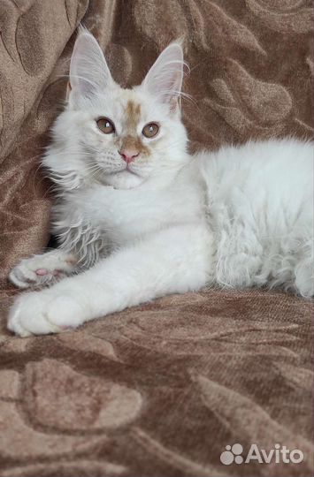 Девочка мейн кун