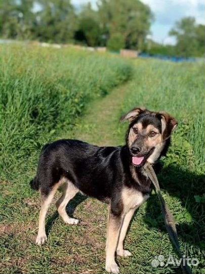 Небольшой пёсик в добрые руки